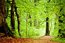 Tapeta Zelený les 29194 - samolepiaca